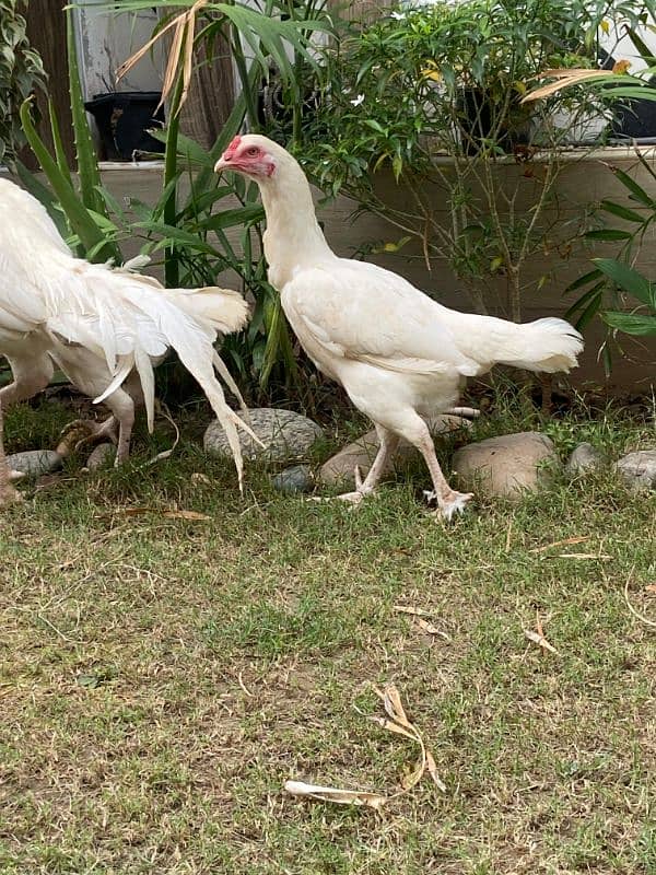 white peper hen 1