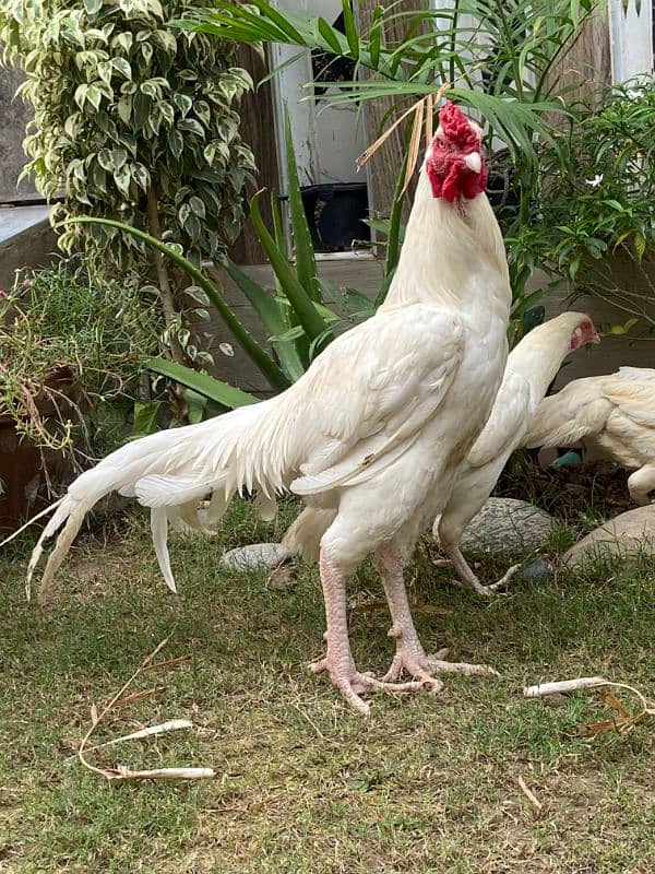 white peper hen 3