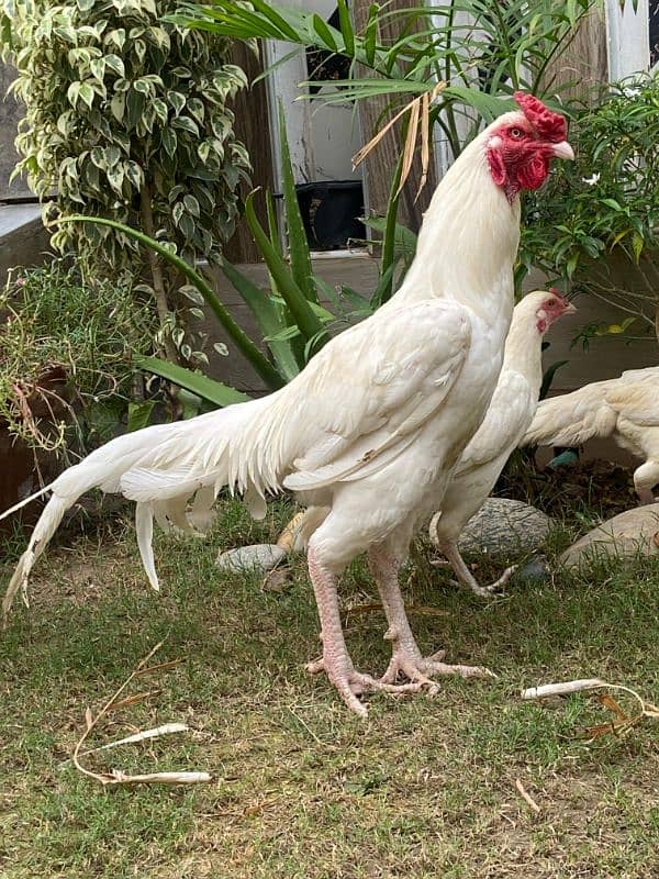 white peper hen 4