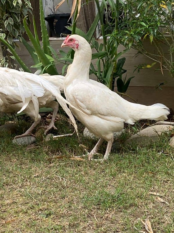 white peper hen 6