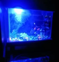 aquarium for sall with filter, oxygen pump,light