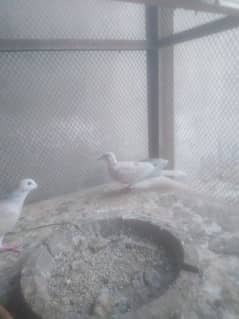 dove pair