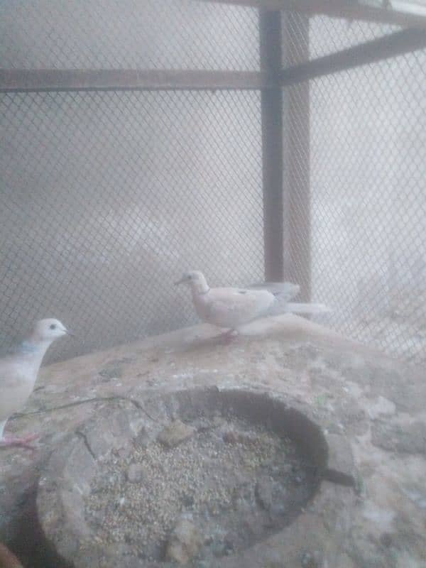 dove pair 0