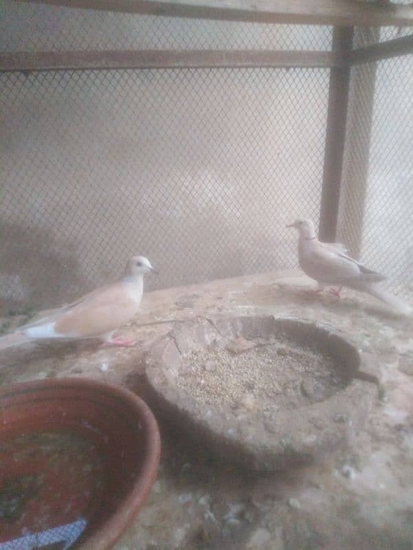 dove pair 2