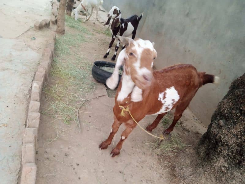 Goat bakri بکری for sale. . . . . 1