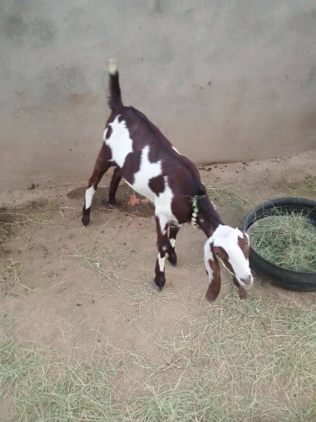 Goat bakri بکری for sale. . . . . 2