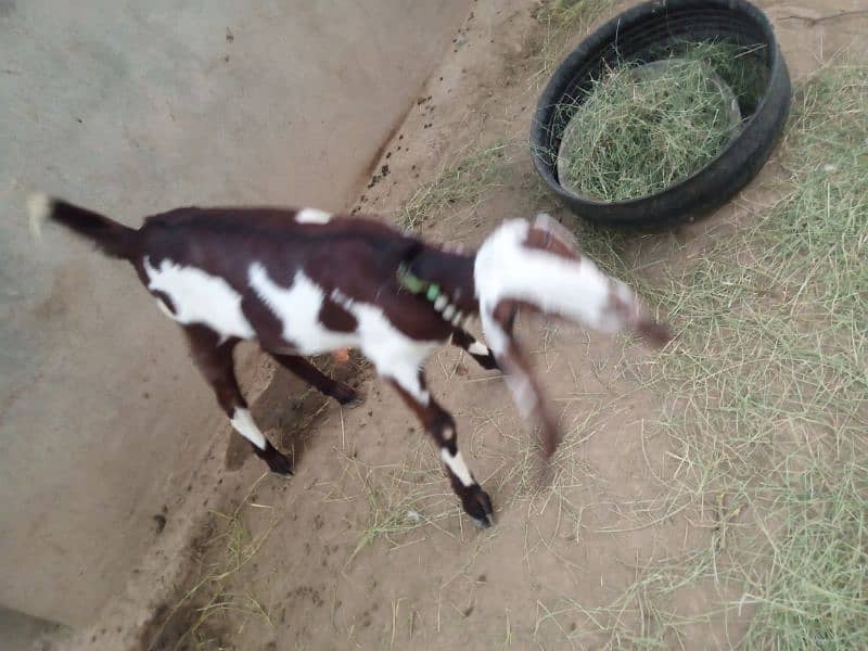 Goat bakri بکری for sale. . . . . 3