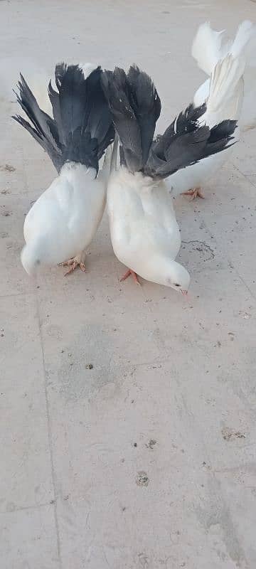 English fantail pure white. English fantail black and white 4