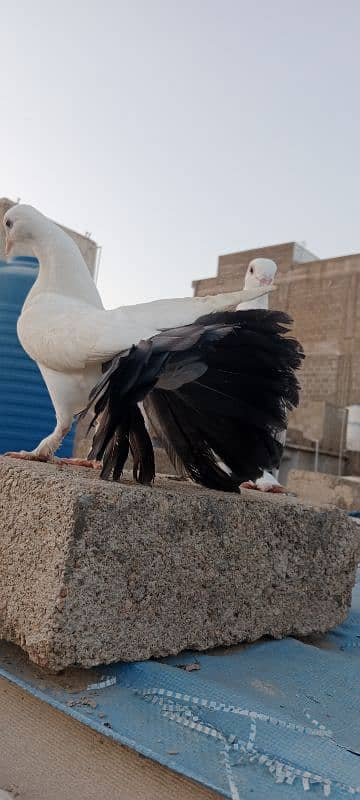 English fantail pure white. English fantail black and white 5