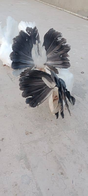 English fantail pure white. English fantail black and white 6