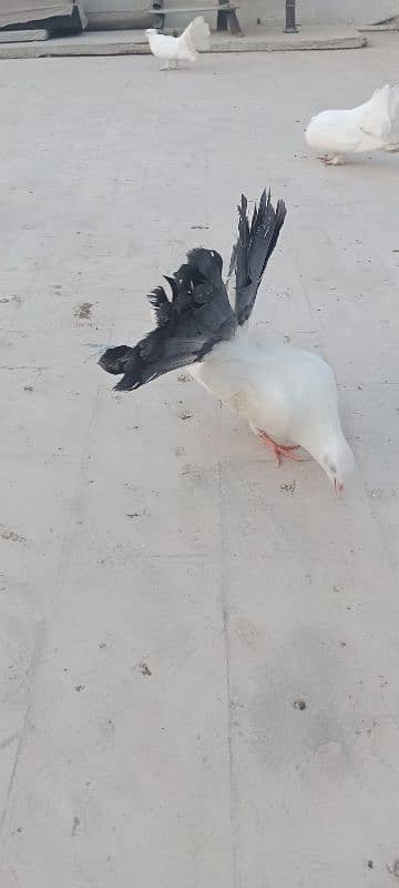 English fantail pure white. English fantail black and white 7