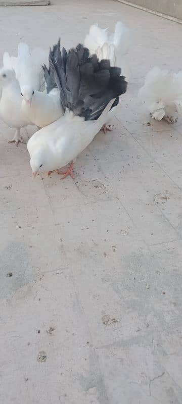 English fantail pure white. English fantail black and white 8