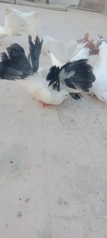 English fantail pure white. English fantail black and white 9