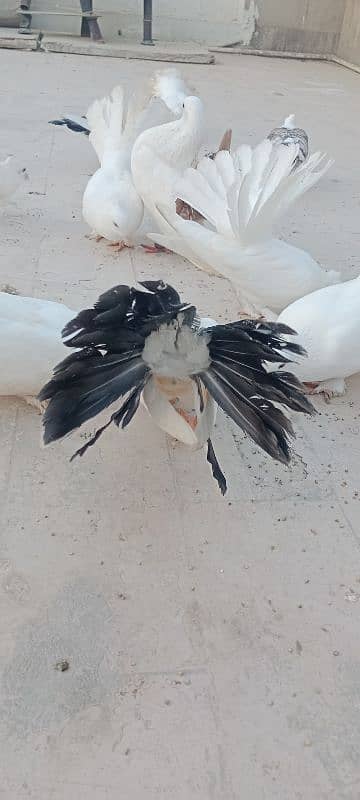 English fantail pure white. English fantail black and white 10