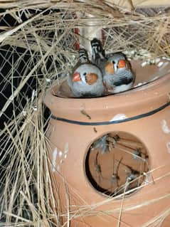 zebra finches pair