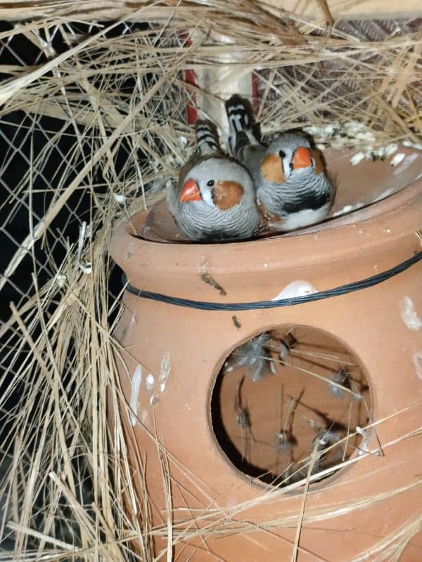 zebra finches pair 0