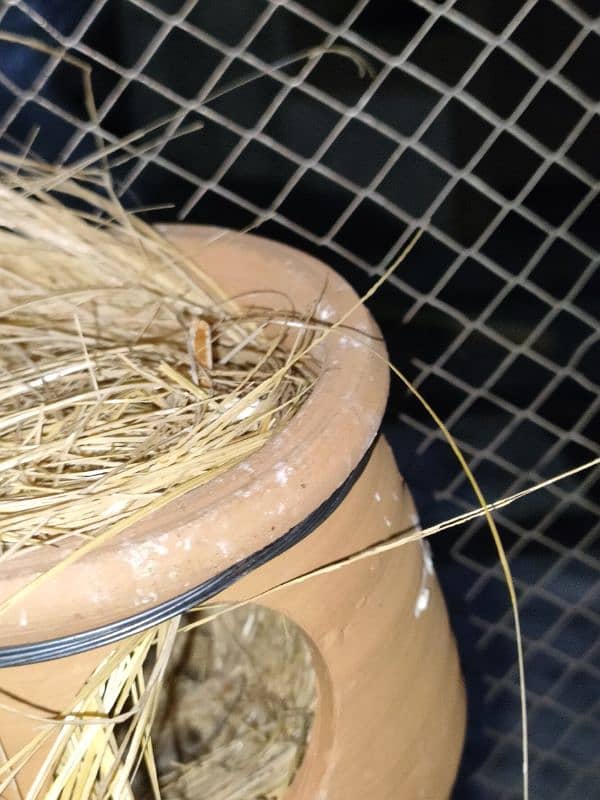 zebra finches pair 1