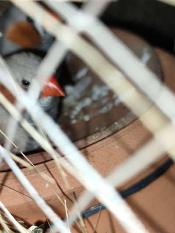 zebra finches pair 2