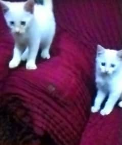 Odd eyes  white Turkish Angora  kittens