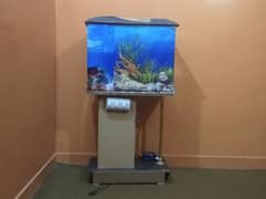 Fish aquarium