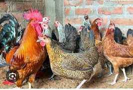 Aseel hens for sell