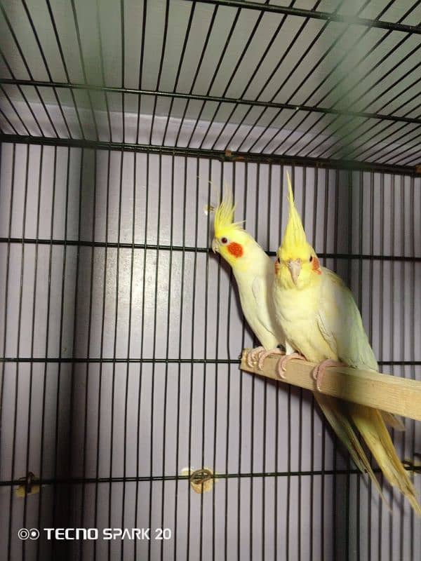 cocktail breeder pair 1