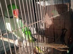 raw parrot breeder piar 100%