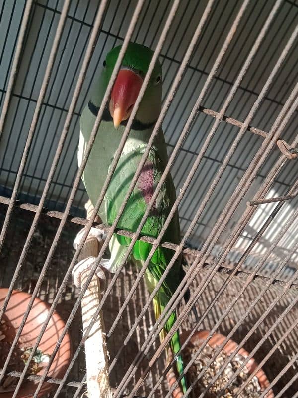 raw parrot breeder piar 100% 1