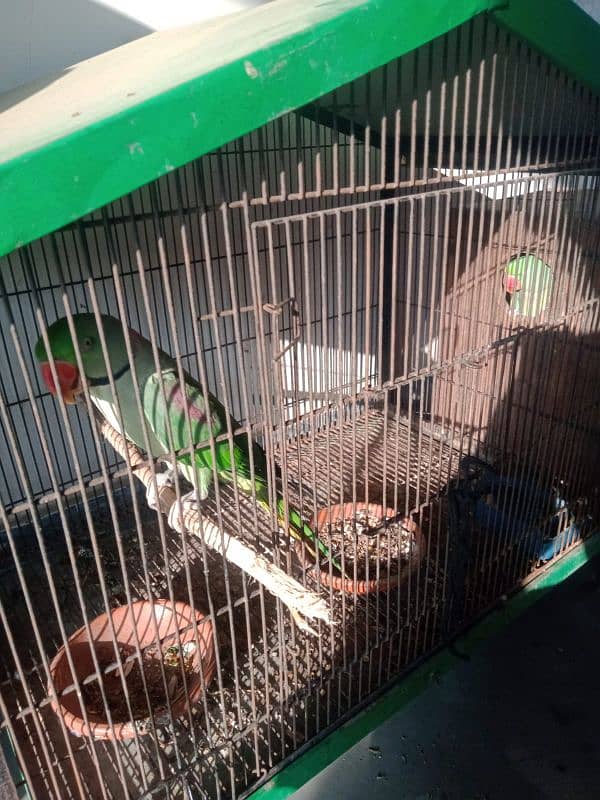 raw parrot breeder piar 100% 2