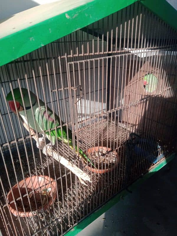 raw parrot breeder piar 100% 3