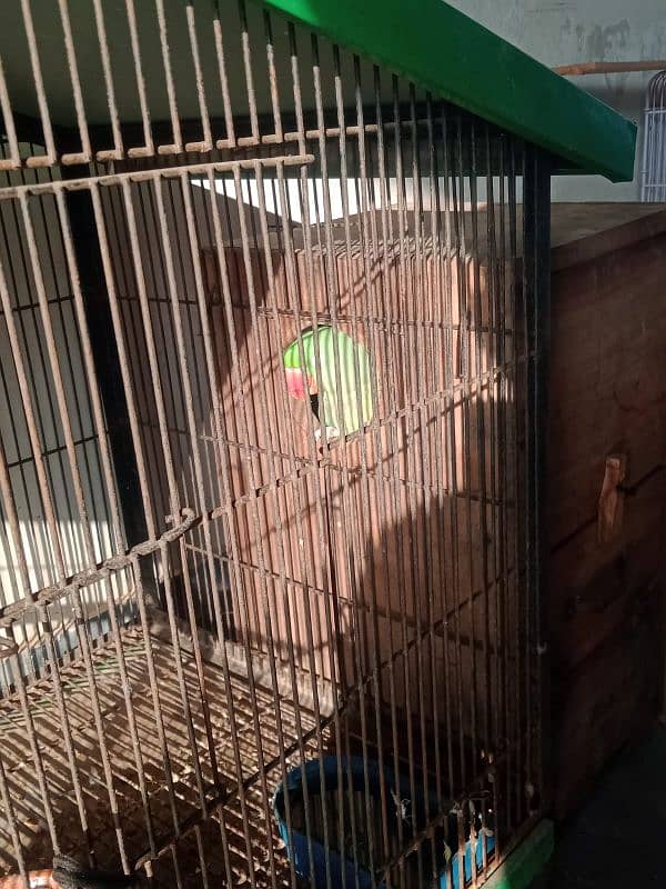 raw parrot breeder piar 100% 4