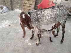 Makhi cheni goat with a buck