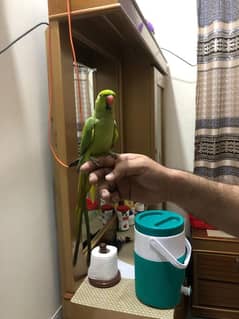 hand tam male parrot talking karta hova