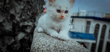 Persian double coated cat available