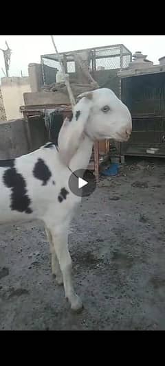 Bakra