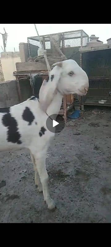 Bakra 0