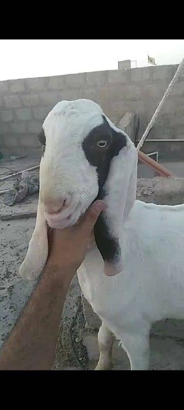 Bakra 3