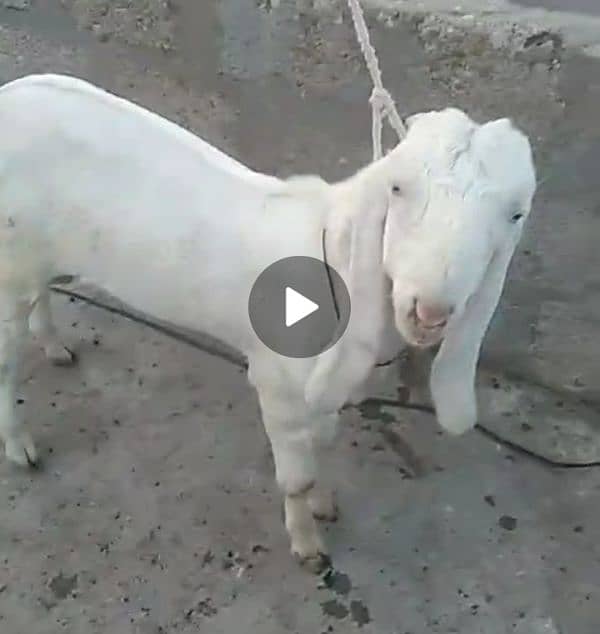 Bakra 4