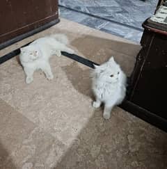 cat pair for sale