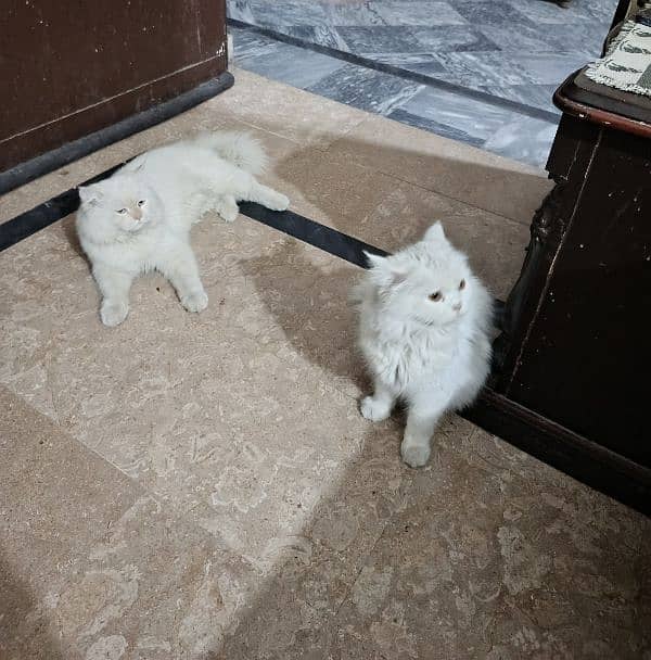 cat pair for sale 0