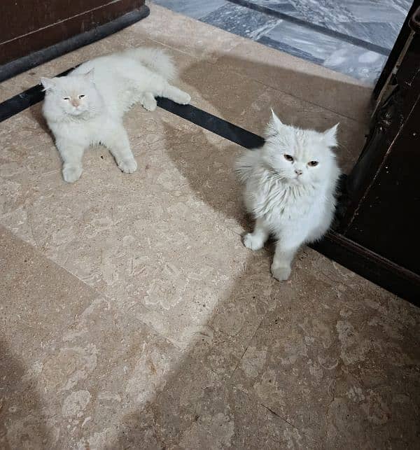 cat pair for sale 1