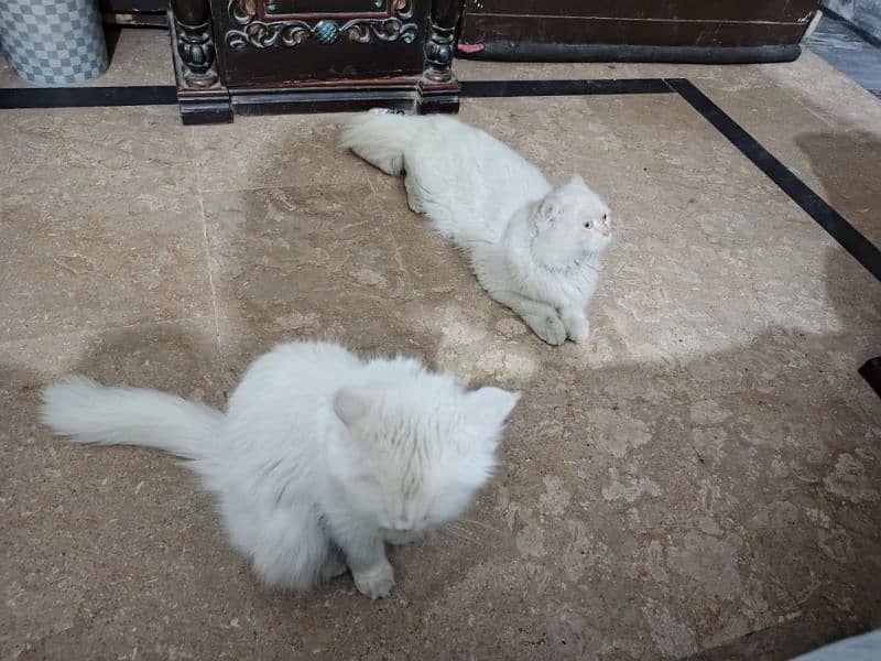 cat pair for sale 4