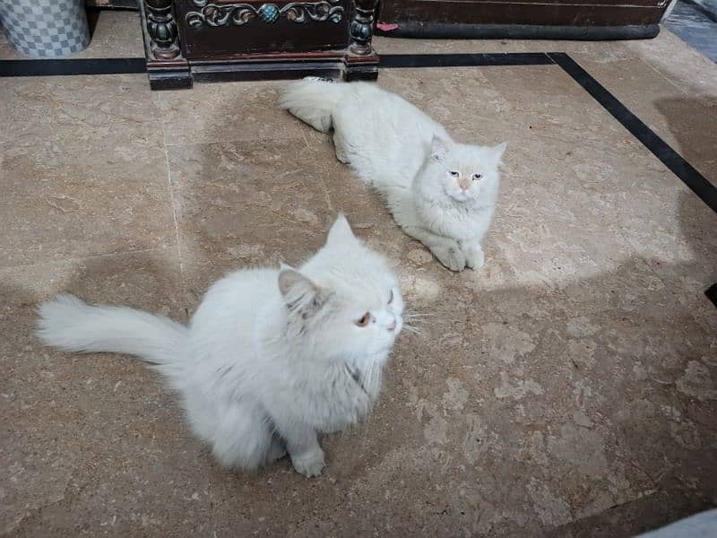 cat pair for sale 5