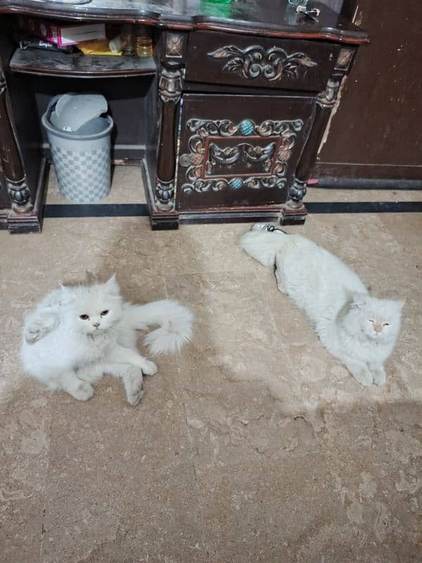 cat pair for sale 6