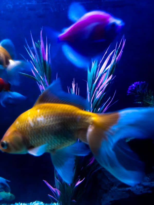 7 hifin goldfishes for sale 1