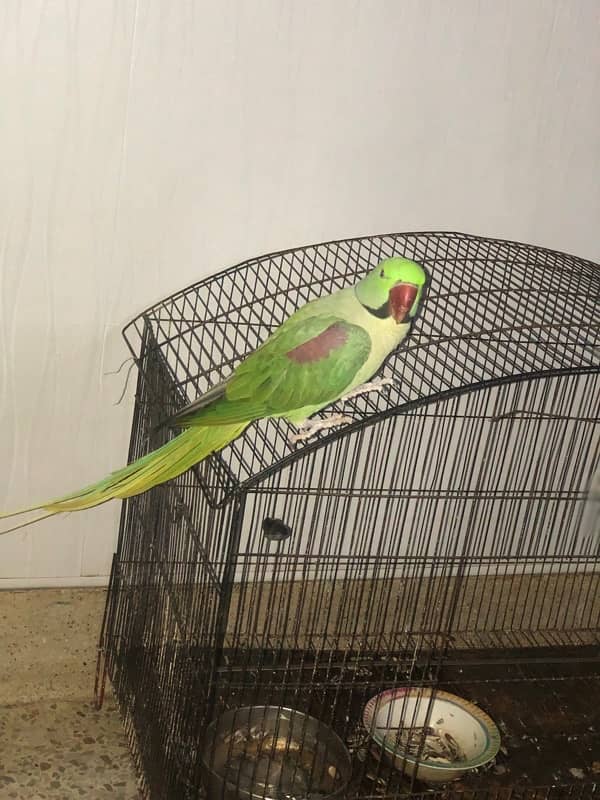 Raw parrot 1