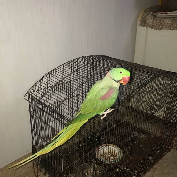 Raw parrot 2