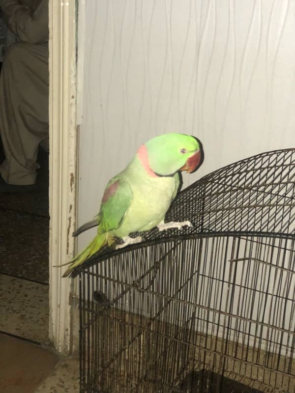 Raw parrot 3