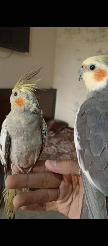 cocktail parrots 12 month breeder pair hand tamed 0