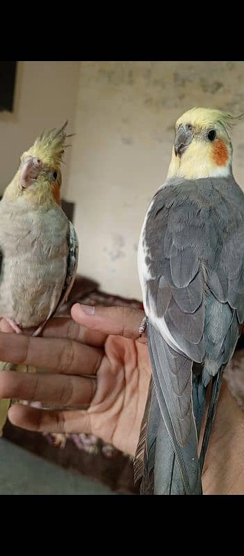 cocktail parrots 12 month breeder pair hand tamed 1